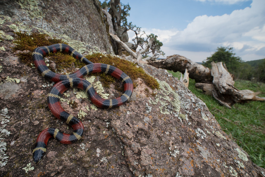 Ruthven's Mountain Kingsnake L. ruthveni EVAN ARAMBUL Flickr