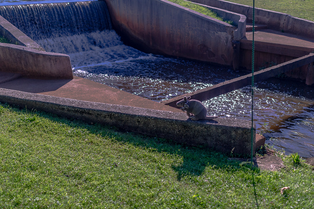 Wampum Brook Park, Eatontown, NJ Texas Aggiedillo™ (nineb… Flickr