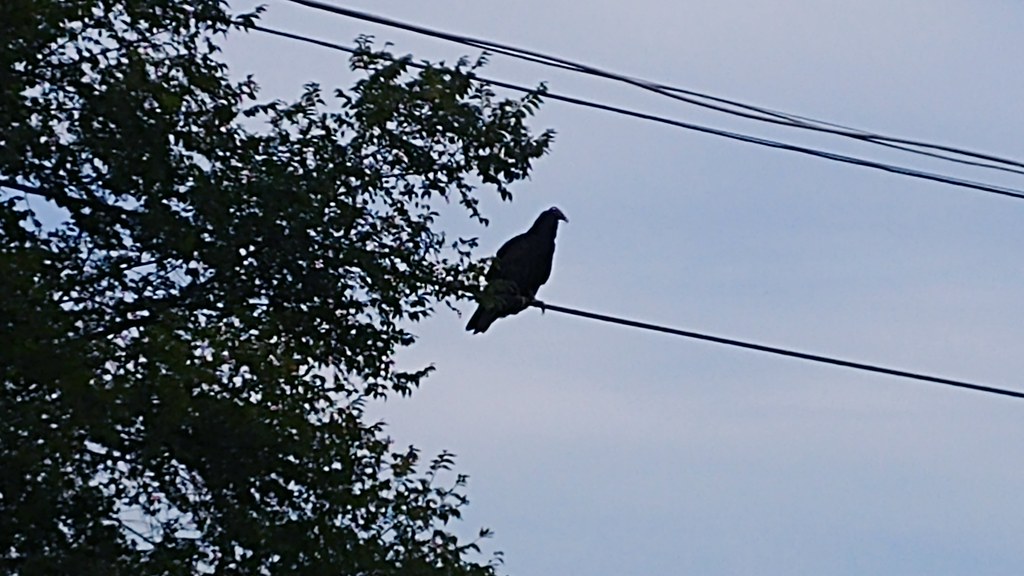 Vulture Turkey vulture on the wire Bloomington Illinois cjbird88 Flickr