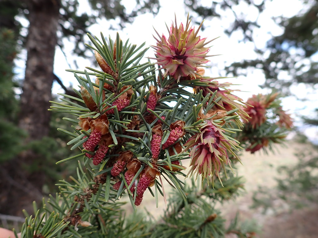 Pseudotsuga menziesii var. glauca Douglas fir Pollen and… Flickr