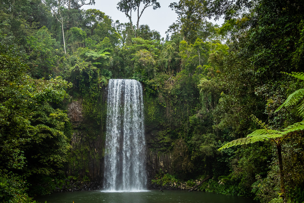 Millaa Millaa Falls Photographed near Millaa Millaa in Que… Flickr