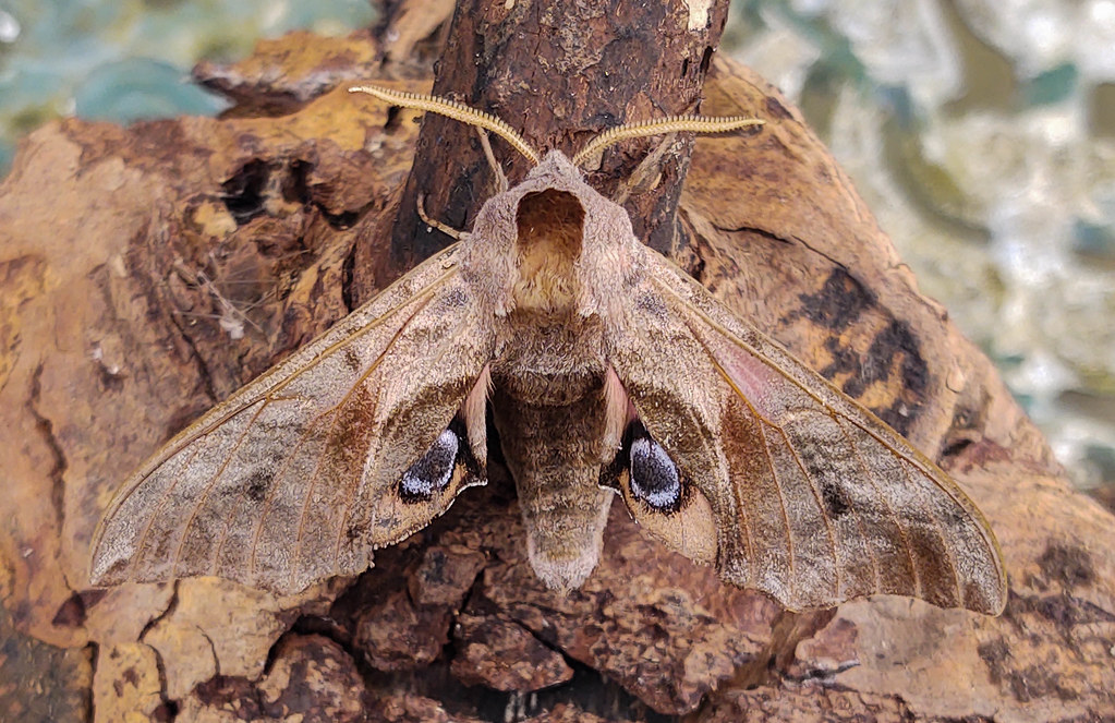 Eyed Hawk Moth Beach Road, Preesall, Lancs 13th June 2021 Paul