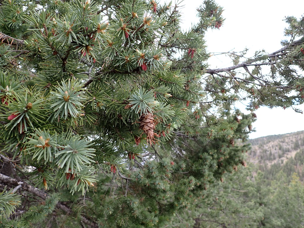 Pseudotsuga menziesii var. glauca Douglas fir Pollen and… Flickr