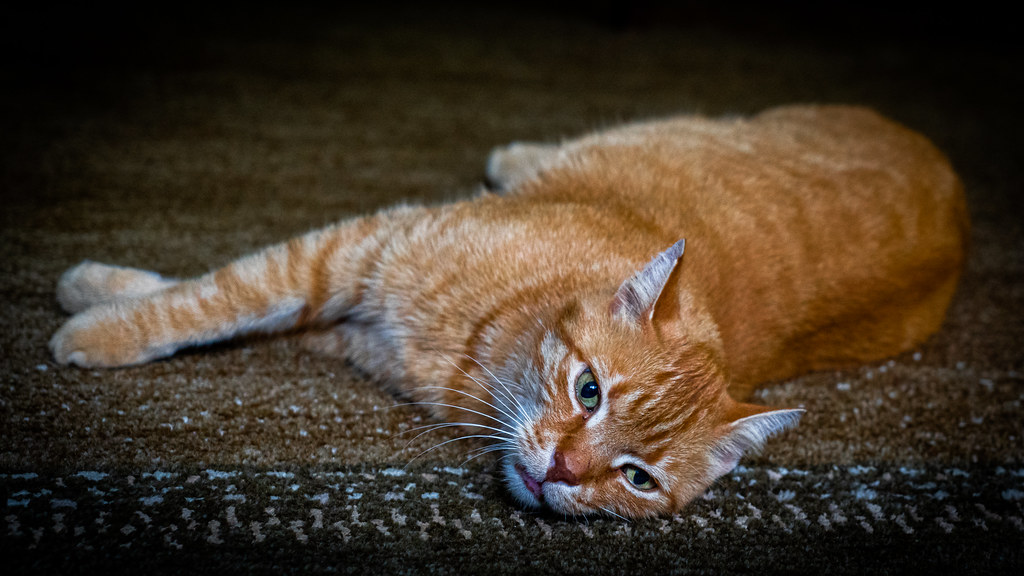 Kater Balu unsere Katze faul auf dem Teppich Peter