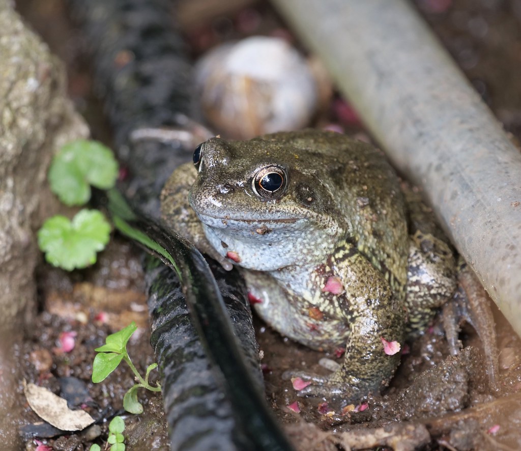 Common Frog Explored Common Frog in my garden Flickr