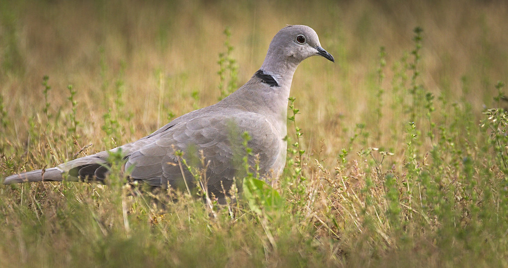 Collared dove Collared dove (Streptopelia decaocto) standi… Flickr