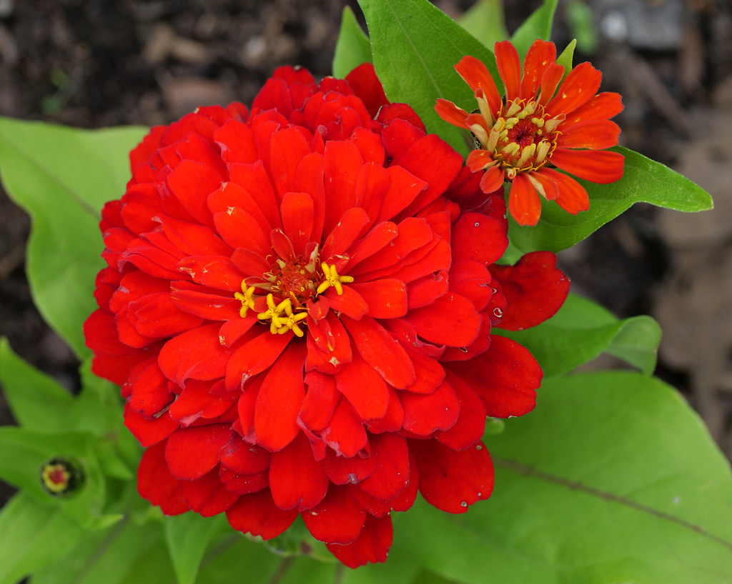 zinnia 1 Red zinnia at Hahn Horticulture Garden, Virginia … Flickr