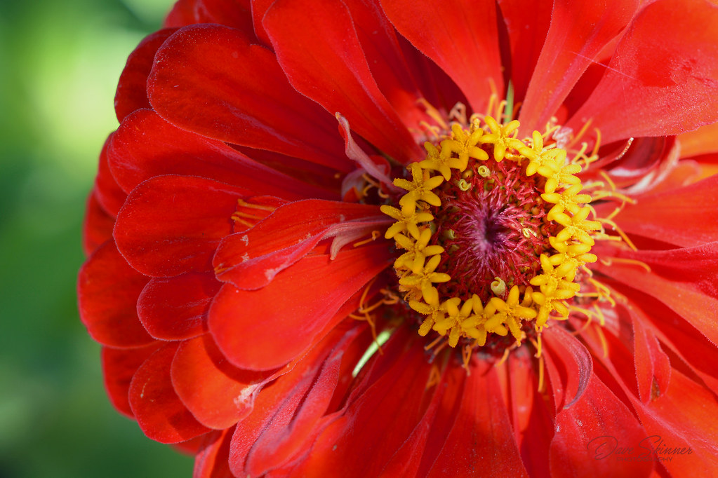 Delta Flowers in June 06 Dave Skinner Photography Flickr