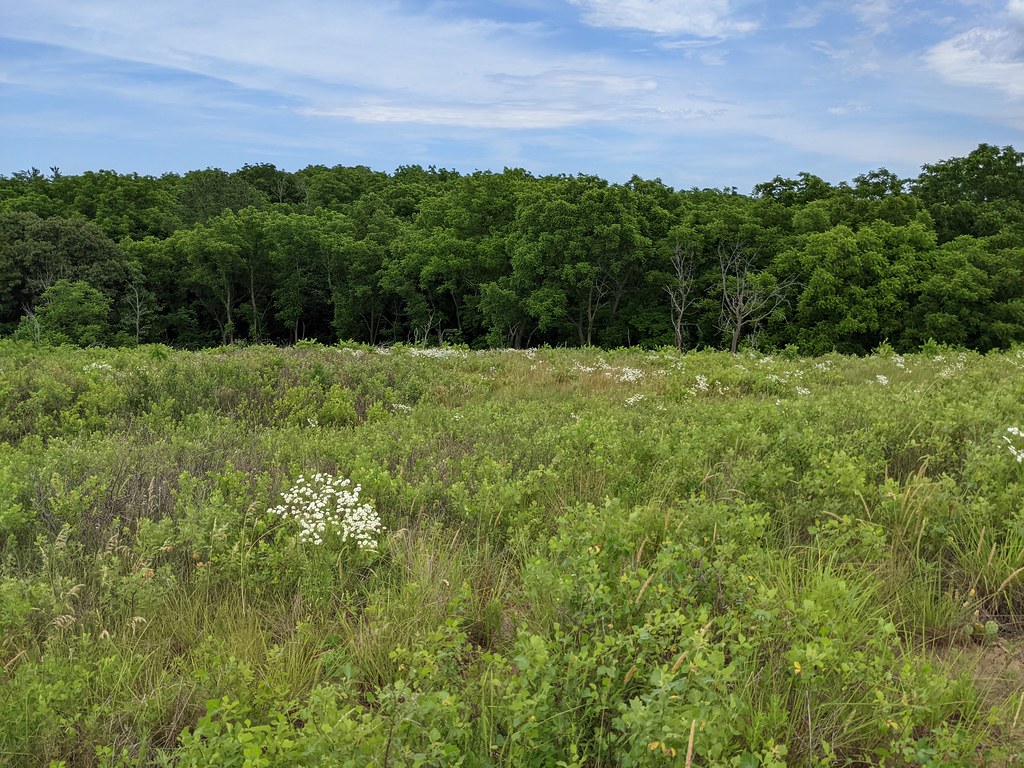 PXL_20210614_180841831 Sand prairie at Henry Allan Gleason… Flickr