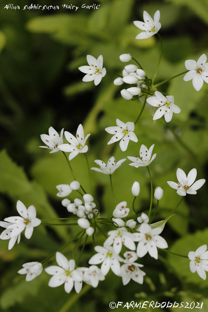 Allium subhirsutum 'Hairy Garlic' Ex. Sicily, Italy. FARMER DODDS