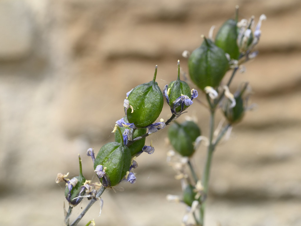 Bluebell seed pods flowers_26_2021_06_15_copy martin_john_evans