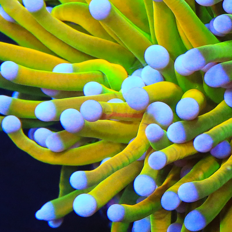 Top Shelf Aquatic's EyeCandy Mega Thread Soon an Overload of