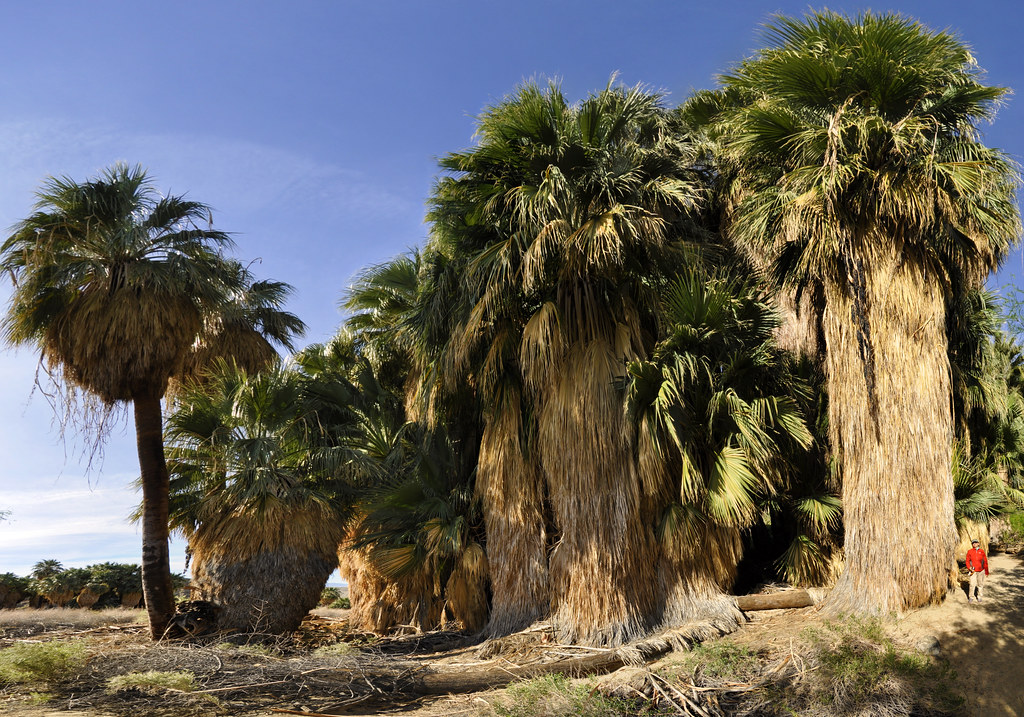 Thousand Palms Oasis Palm Springs, CA BongoInc Flickr