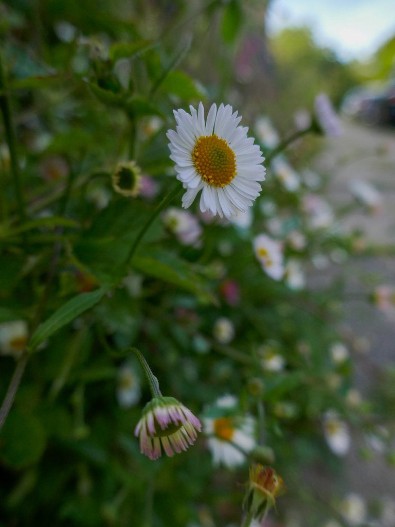 162/365 11 June Street flowers Daisies at dusk on Borro… Flickr