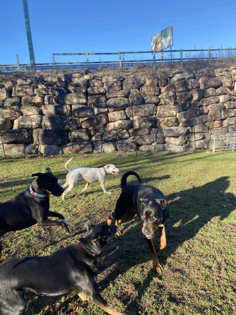 Untitled Terrigal Pet Resort Doggy Day Care Flickr