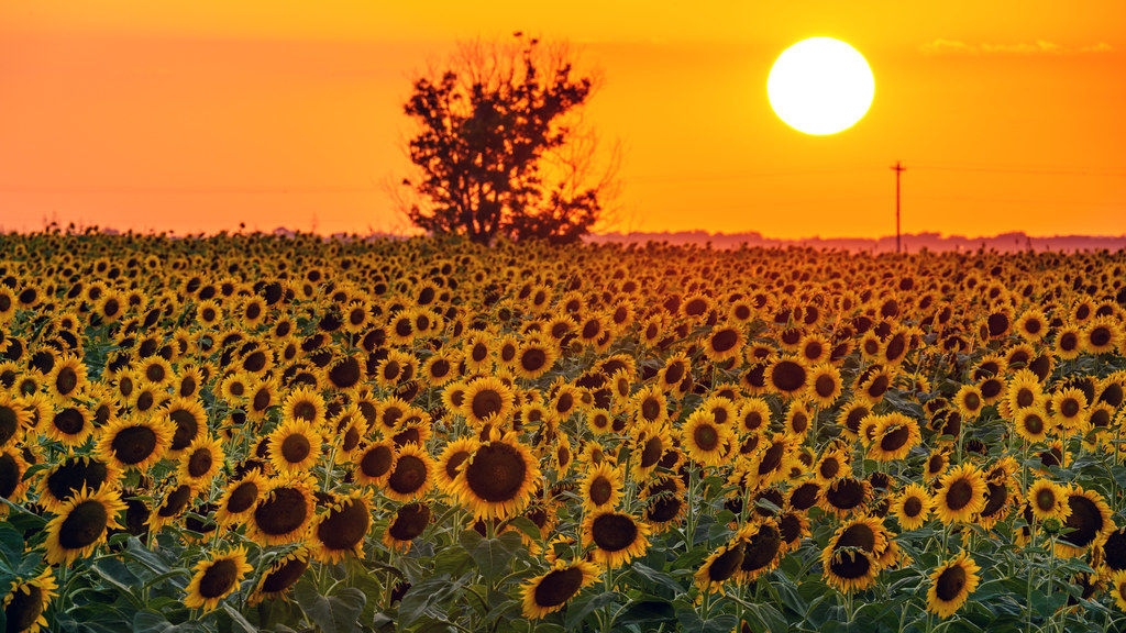Fawn Dr, Somerville, TX, USA Sunrise Sunset Times