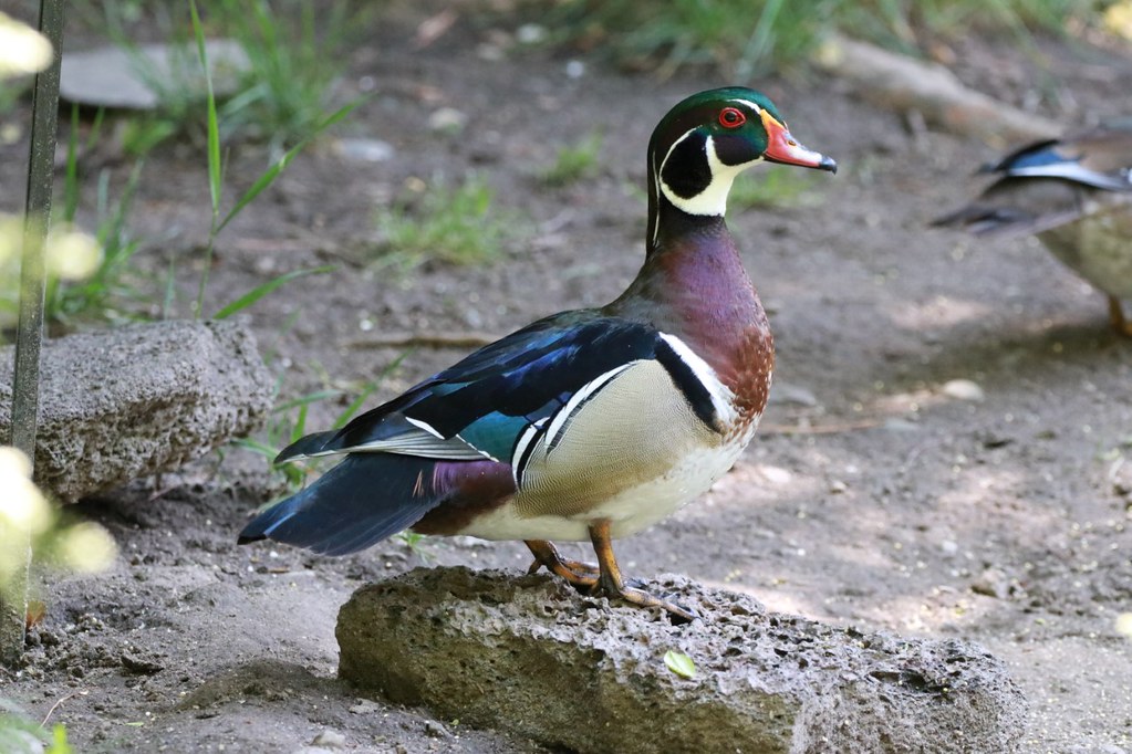 Wood Duck When you're the most beautiful duck in the pond … Flickr