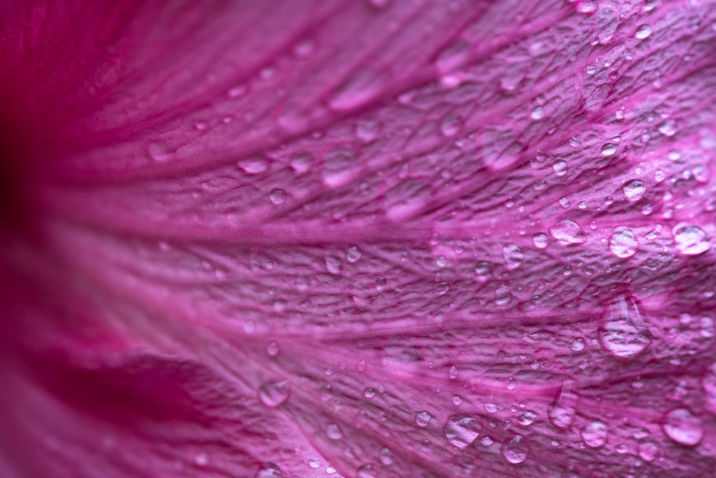 Flower Skin Christopher Kerrutt Flickr