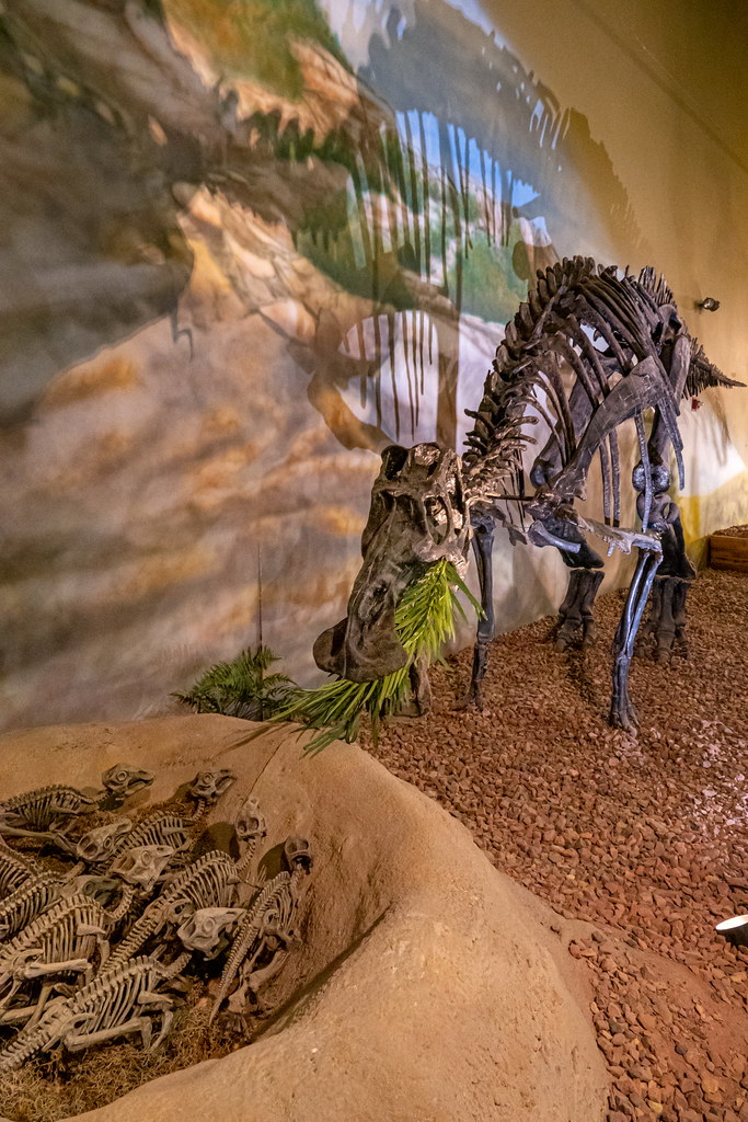 Baby dinosaur fossil exhibit at WY Dinosaur Center in Ther… Flickr