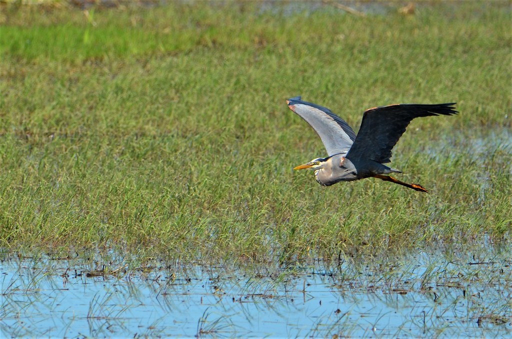 Heron Great Blue Heron, Minnesota, Sherburne County, Sher… Flickr