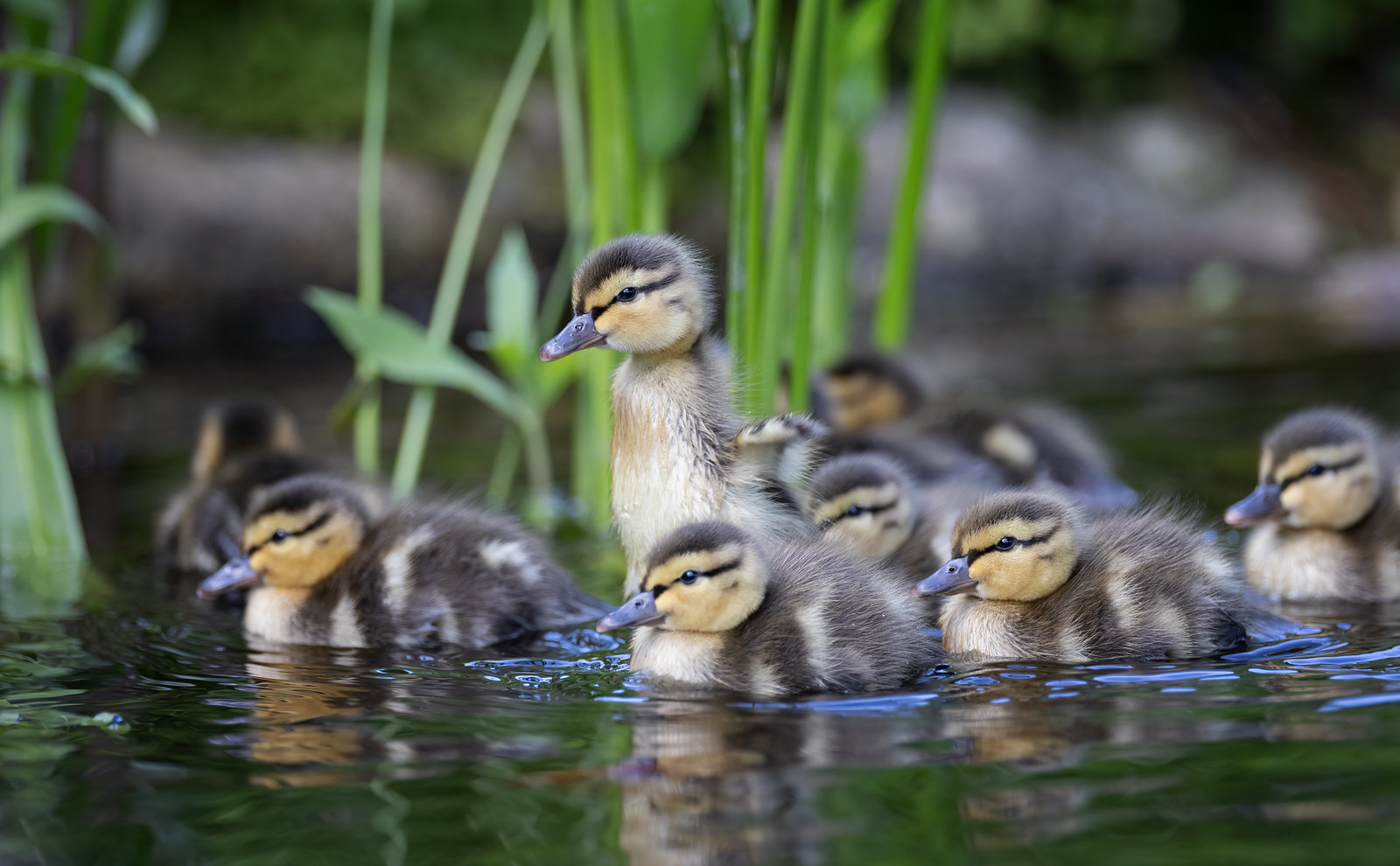 We have ducklings Garden Pond Forums