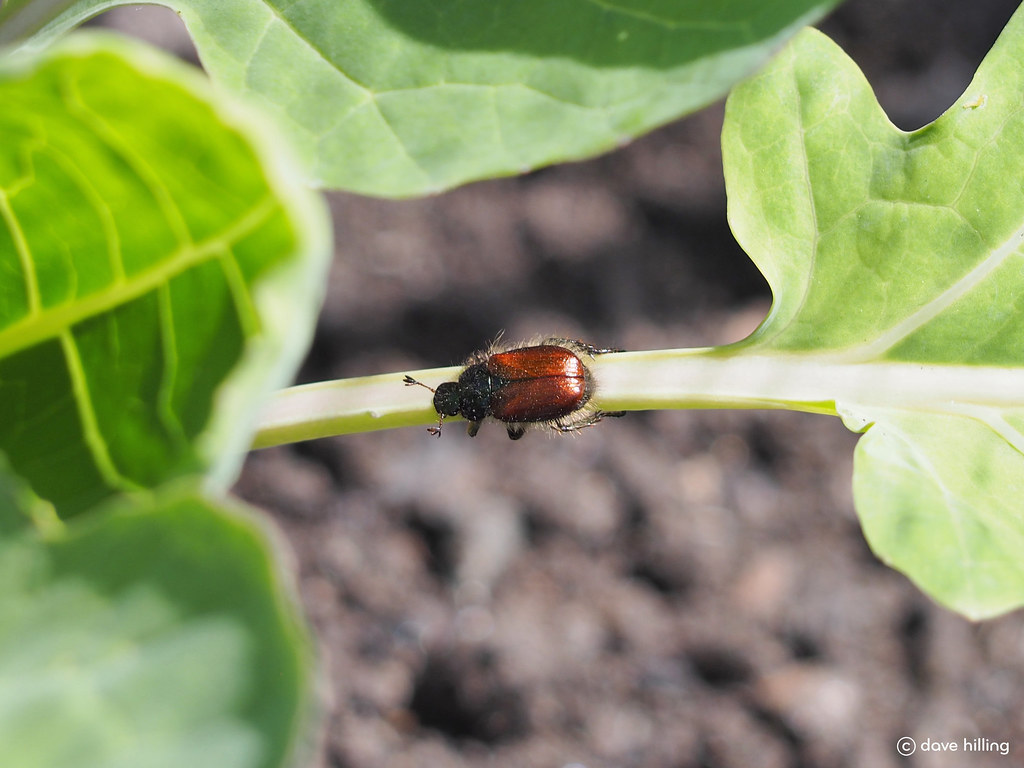 Chafer Beetle Chafer beetle on the Sprout plant in my gardâ€¦ Flickr