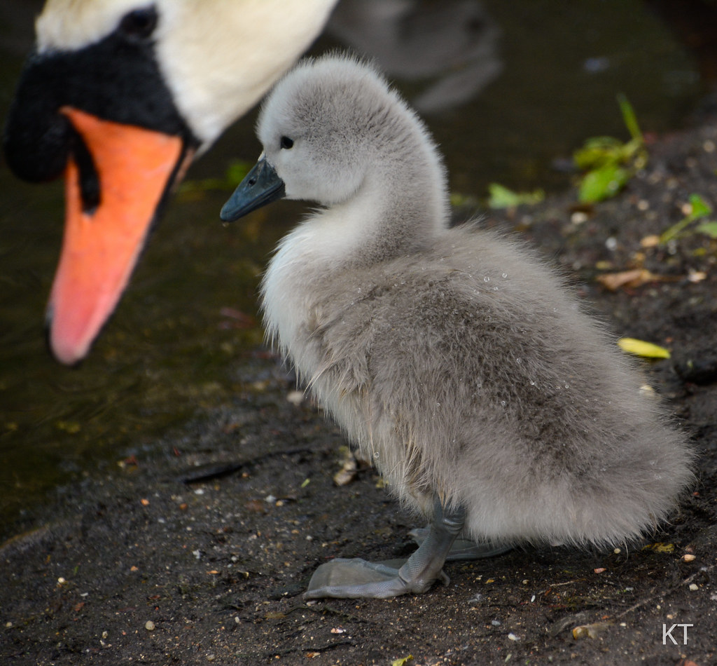 Swan family Rickmansworth, Hertfordshire. June 2021 Carine06 Flickr