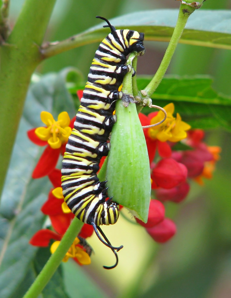 Monarch caterpillar eating milkweed seed pod Summer cats… Flickr