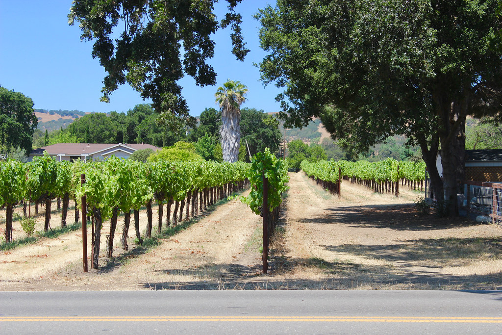 Vineyard, Suisun Valley Vineyard Suisun Valley Road Suisun… Flickr