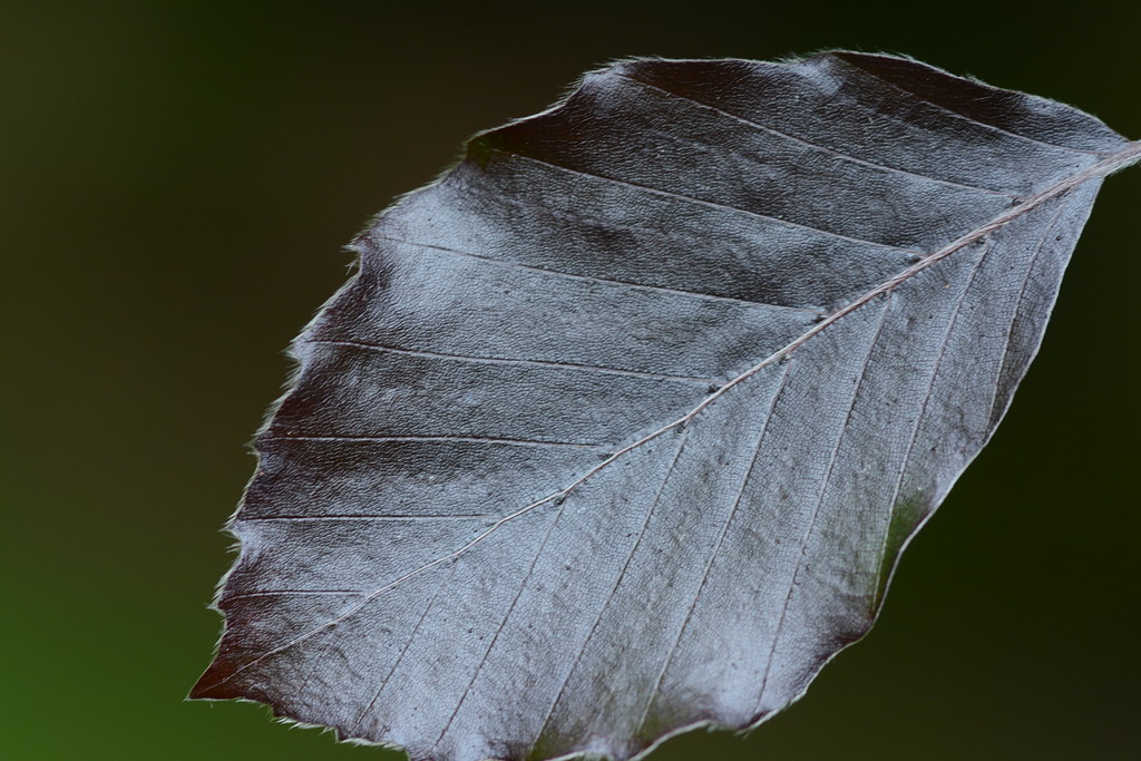 Copper Beech The leaves of the Copper Beech tree appear to… Flickr