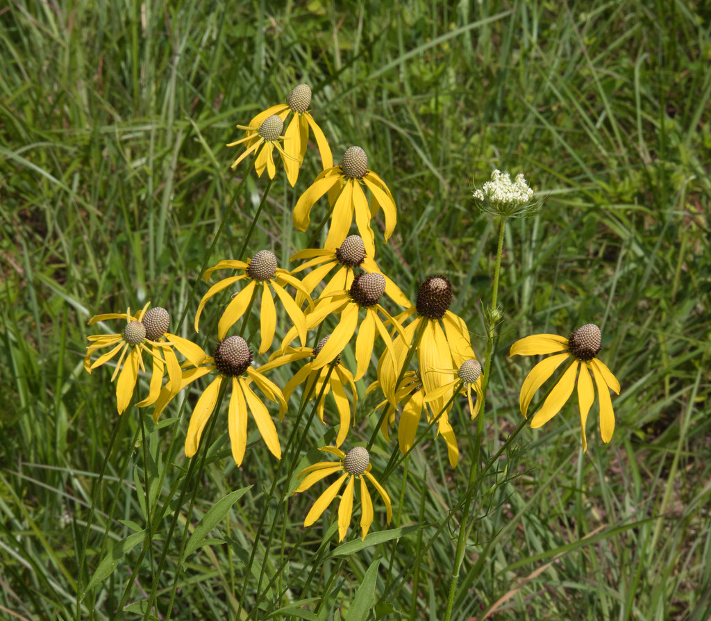 202106 Vesta Cedar Glade SNA Vesta Cedar Glade is a 150… Flickr
