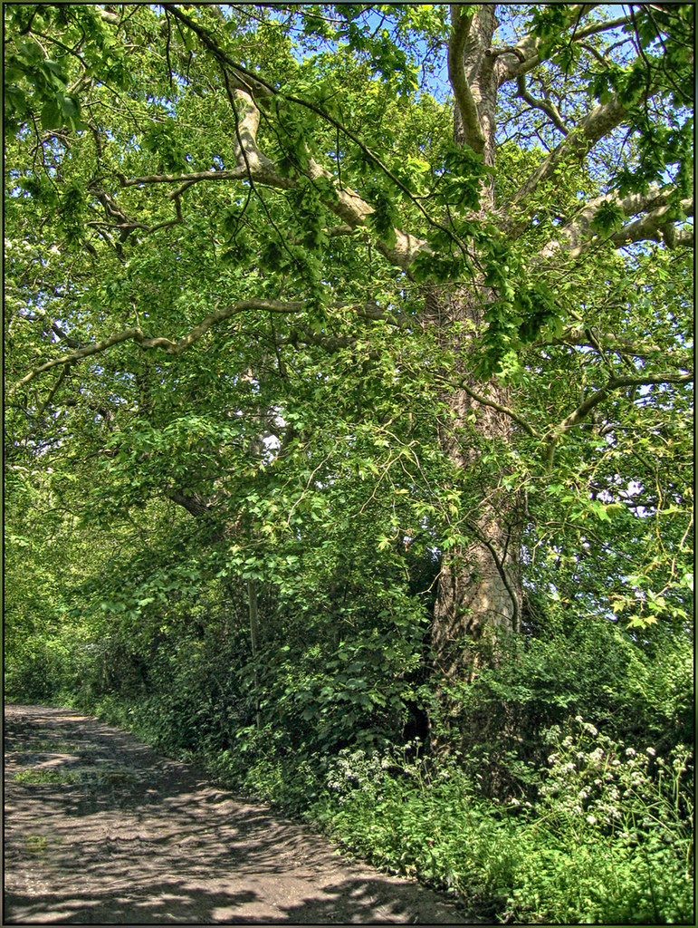 Emsworth, Lumley Lane HDR2 Nigel Hayes Flickr