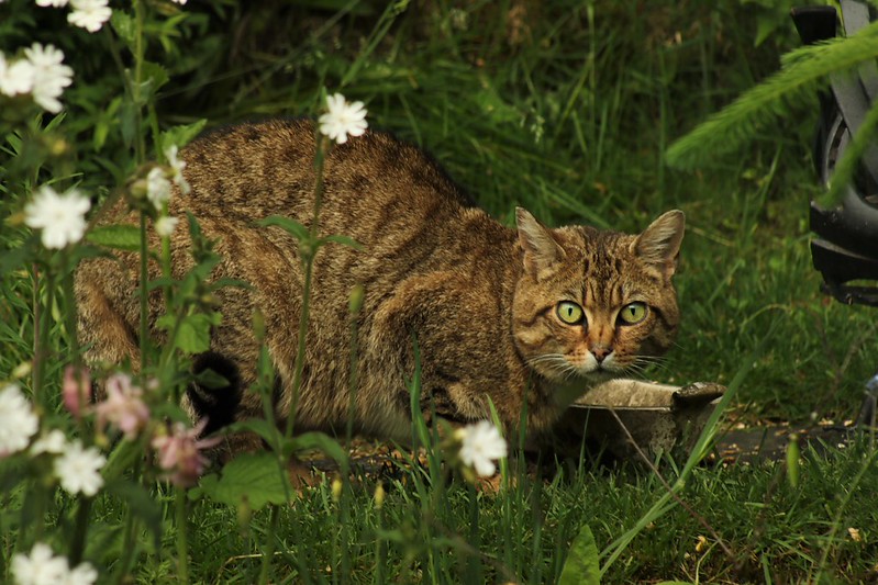 Hybrid Wildcat EOS magazine forum