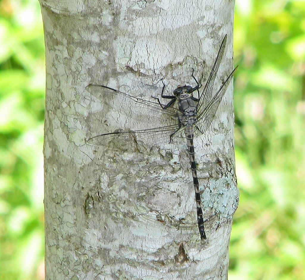 to remember Police officer Joe Burson, Holly Springs, Geor… Flickr