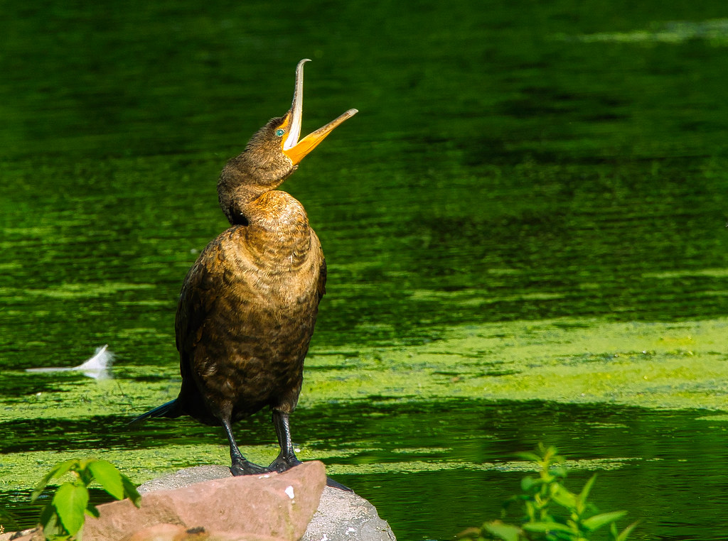 Cormorant Double Crested Cormorant, East Windsor, CT shaw708 Flickr