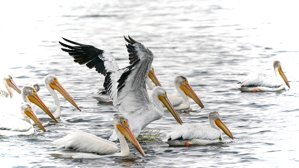 american white pelican_DSC08704 martin nobida Flickr