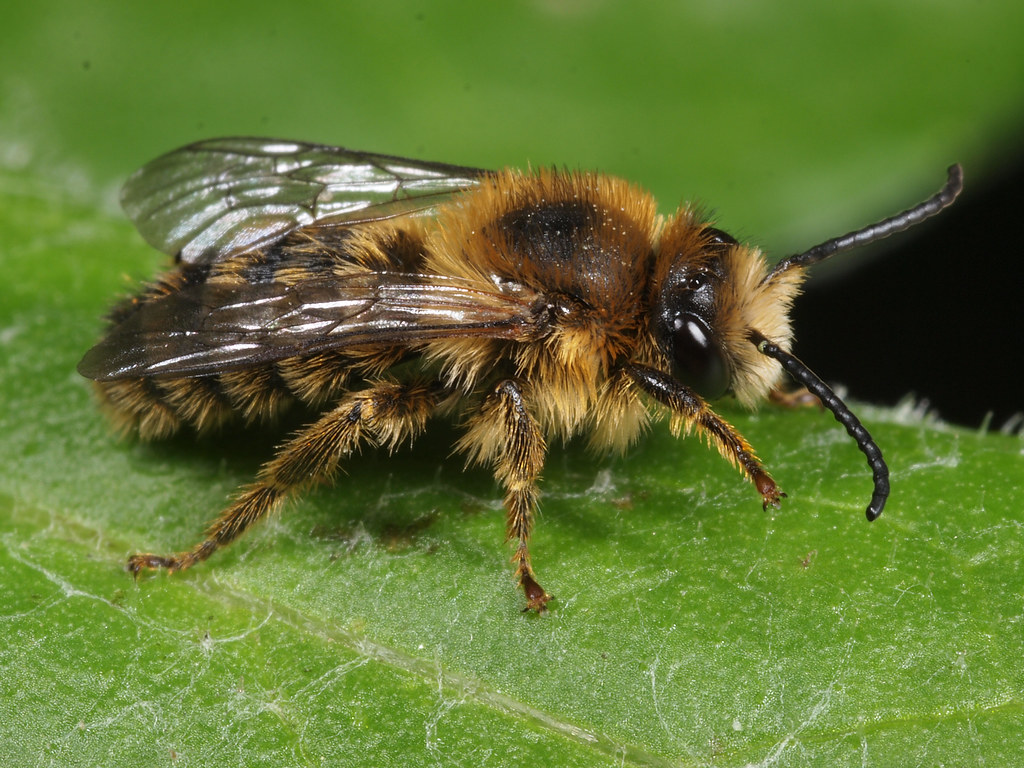 Melitta haemorrhoidalis m crawling on a leaf. The bee spec… Flickr