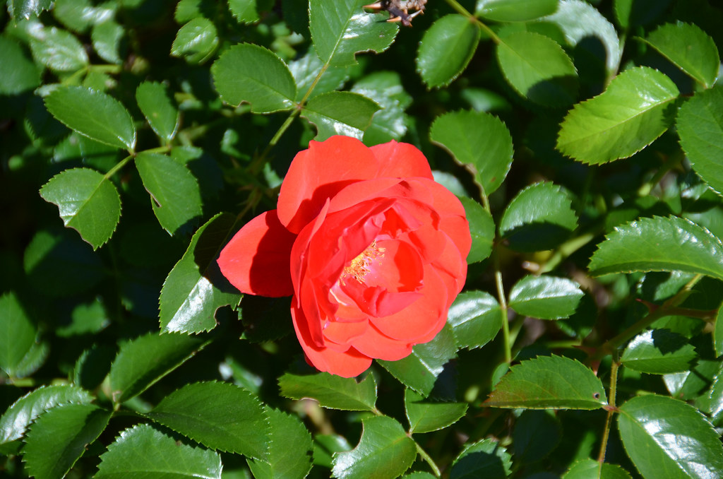Rosa 'FLOWER CARPET Scarlet' 6/2021 Rose Rosa 'FLOWER CAR… Flickr