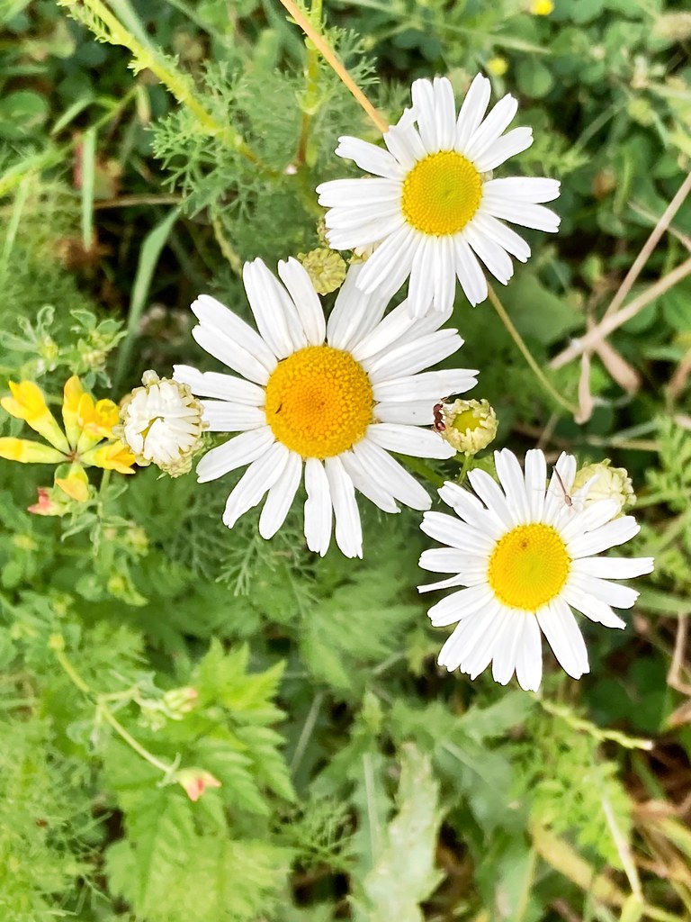 Wildflowers, Humber Bay Park East Wildflowers growing in t… Flickr