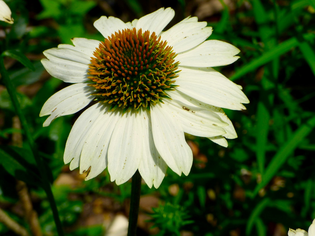 Coneflower Coneflower blooming in my garden. June 2021. PINKE Flickr