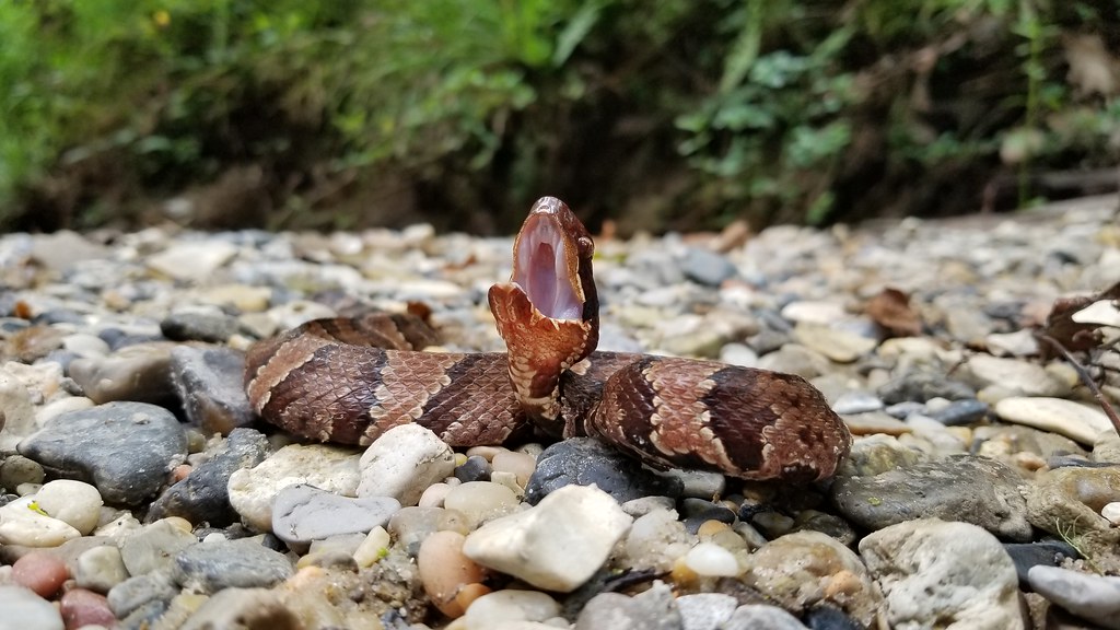 Western Cotton Mouth / North American Water Moccasin (Agki… Flickr