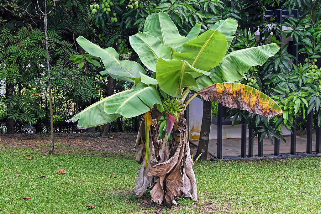 Banana Tree At the HortPark. Choo Yut Shing Flickr