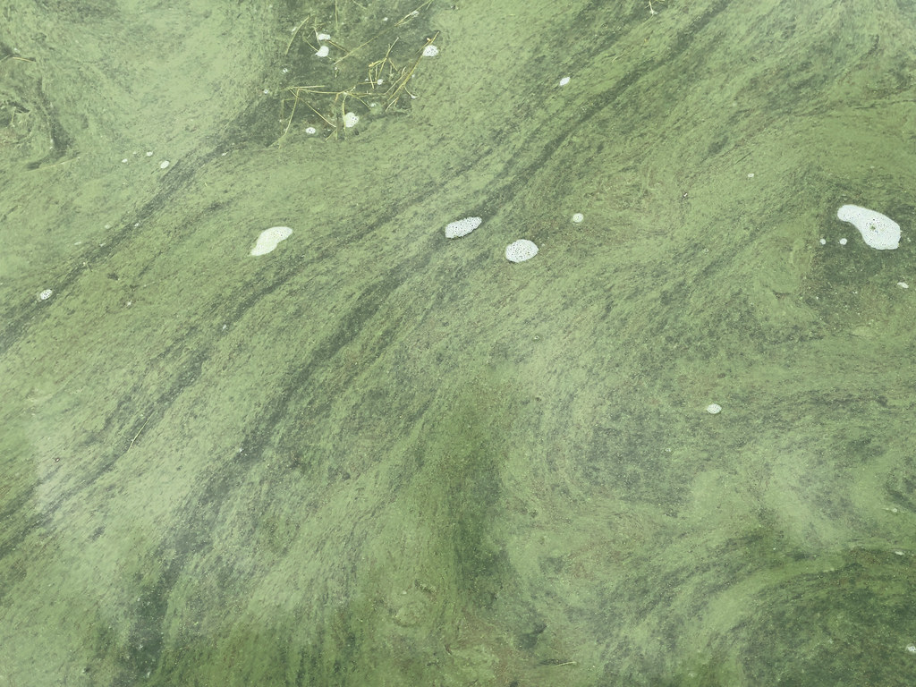 Lake Mendota Algae Bloom. June 25, 2021 Flickr