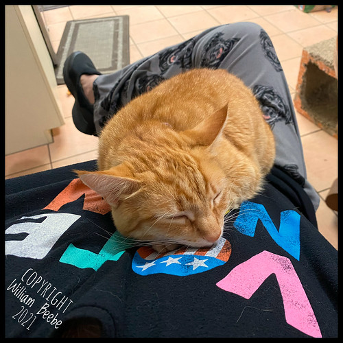 human cat mattress Danï using me as a human cat mattress. Bill