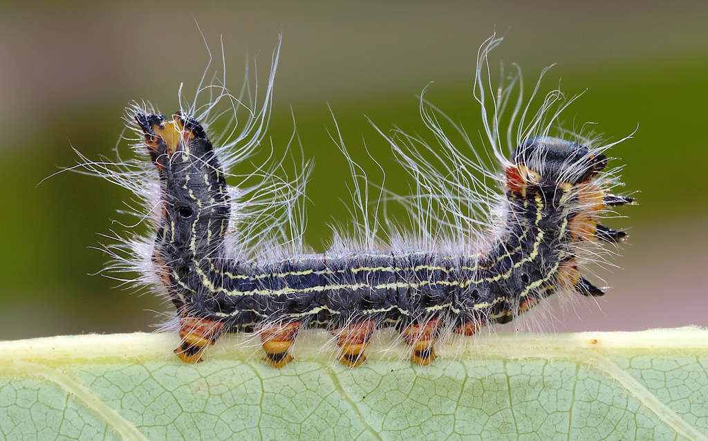Yellownecked caterpillar Datana ministra. Mark Sturtevant Flickr
