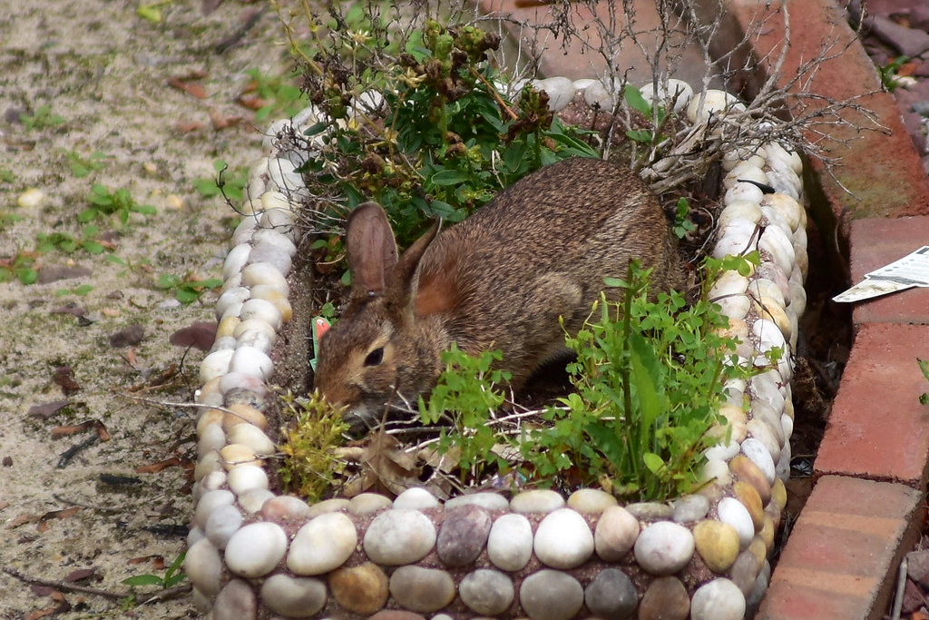8011 Rabbit eating Jens flowers, click photo to enlarge. Flickr