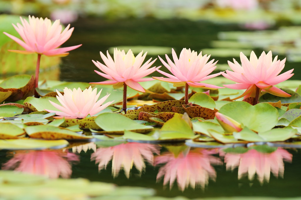 Water lilies Located Mizunomori Botanical Garden. Oroshi… Flickr