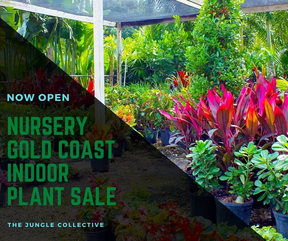 Nursery Gold Coast Indoor Plant Sale Plant Nursery Gold … Flickr