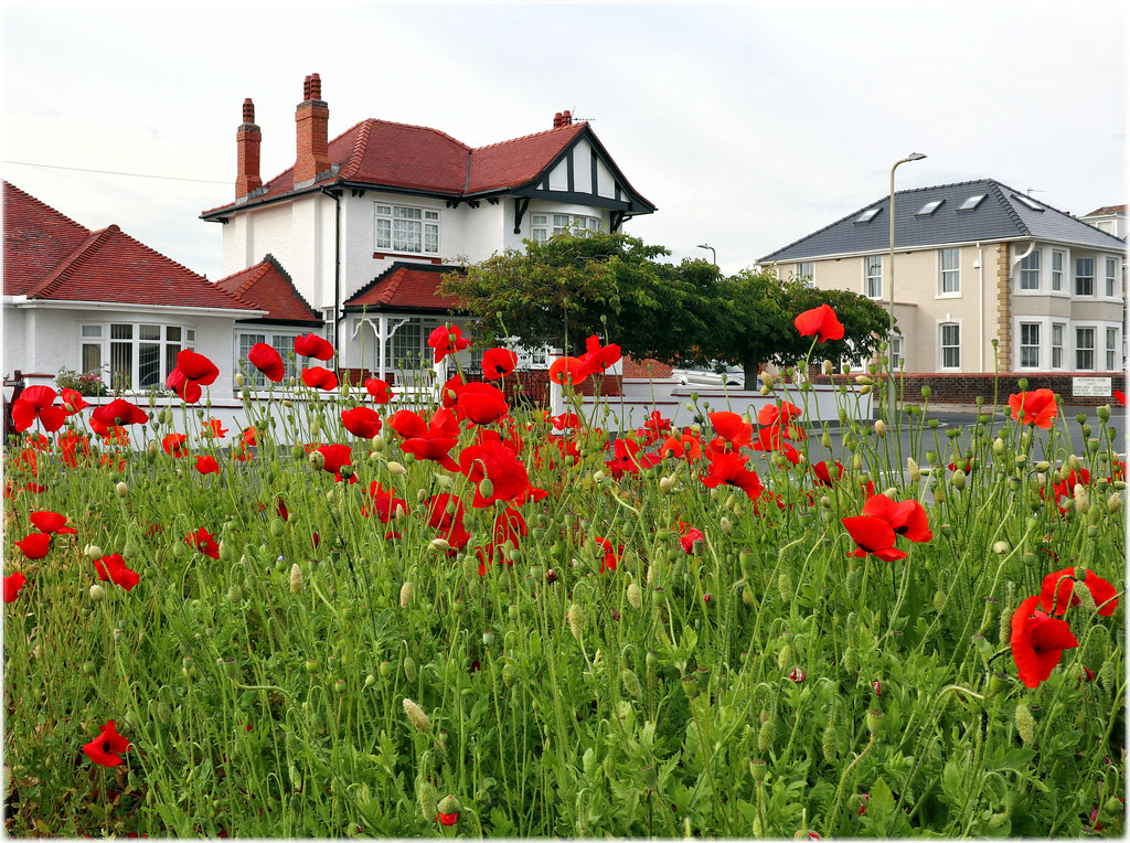 IMG_2636 Poppies Severn road Porthcawl steve jones Flickr