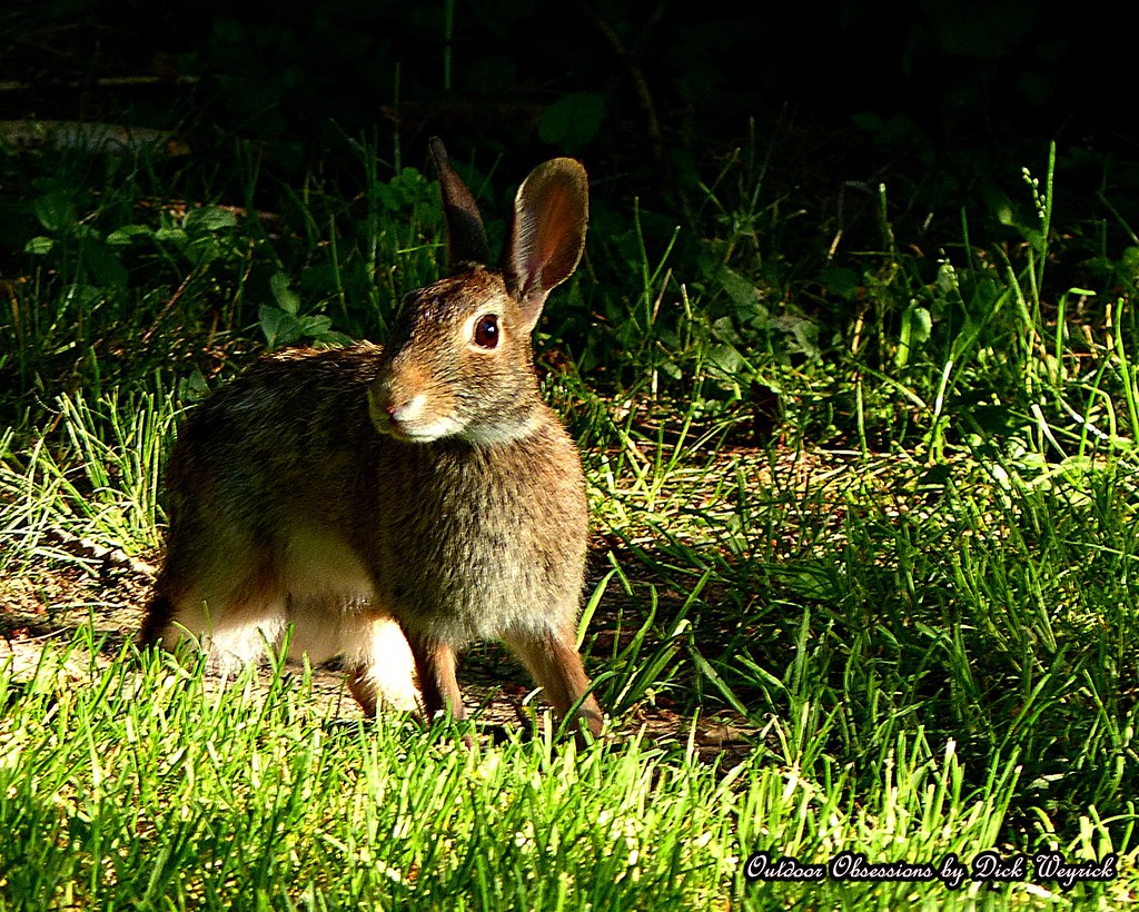 COTTONTAIL RABBIT...PORTAGE COUNTY, OHIO We both caught ea… Flickr